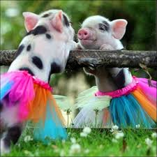 Image result for animals dressed in spring fashions