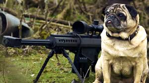 Image result for pugs