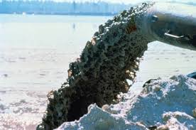 Image result for DR AMAR NATH GIRI EHSQ