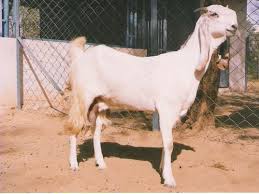 Image result for GOAT