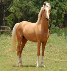 Image result for HORSE