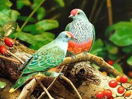 Resultado de imagen de Birdwatching Colombia