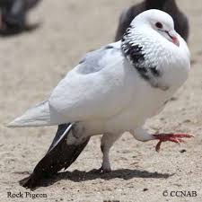 Image result for pigeons