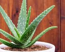 Aloe vera resmi