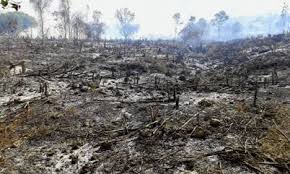 Resultado de imagen para deforestacion bahoruco