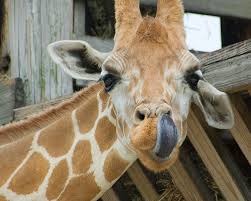 Image result for giraffe cleans its ears with its own tongue.