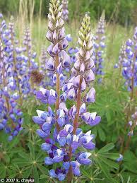 Image result for lupine