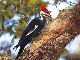 Image result for woodpecker pics