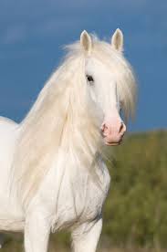 Image result for HORSE