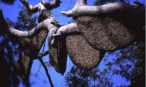 Image result for Sarang Tawon Gung