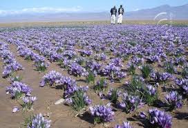  مزارع الزعفران في افغانستان Images?q=tbn:ANd9GcRpN6XRBU2IoRuPoT9RcAVC0JgBRyamAO3qsvsicIJfGsnFHu5B