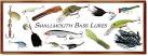 Great bass lures