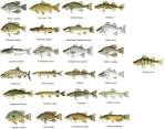 Images for panfish chart