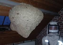 Large Asian hornet nest found in empty house in Ypres