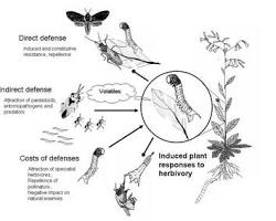 Image of Coevolution of herbivory and defense