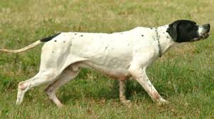 Risultati immagini per foto cani da caccia pointer