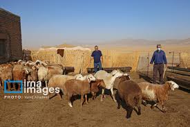 یک مسوول در دامپزشکی خراسان رضوی: دامداران از ورود دام با منشاء نامشخص خودداری کنند