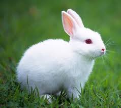 Image result for RABBIT