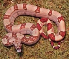 images?q=tbn:ANd9GcRparG7Ao7T4qipmpqlgK1lapKPyav61Smd9oO25CwsL1y7e46c_g