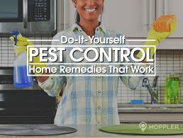 Image result for home remedies for insect control