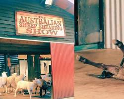 Sheep shearing show in Australia的圖片