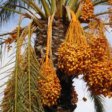 Image result for date palm images