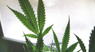 Resultado de imagen de Legalization
