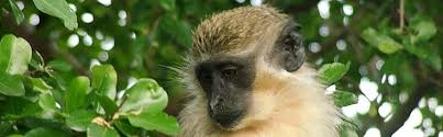 Image result for MONKEYS