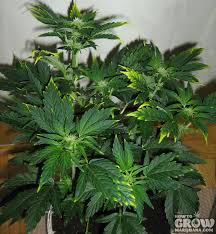 Image result for zinc burn in plants
