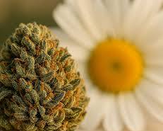 fleur CBD premium macro photo professionnelle haute qualité, générée par IA
