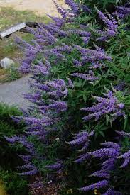 Tetradium daniellii var. hupehensis에 대한 이미지 검색결과