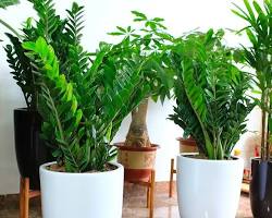 Hình ảnh về Kim tiền