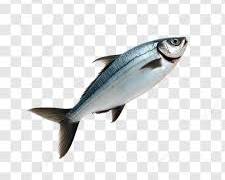 Ikan Bergerak