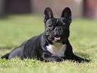 Bouledogue anglais forum