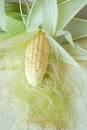 Corn Silk Information Evidenced-Based Supplement Guide on