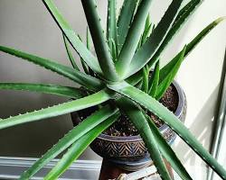 Image de Aloe vera plant