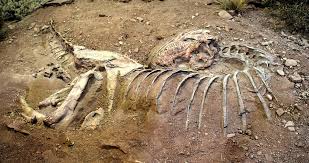 The Skull of Skorpiovenator bustingorryi (PH๏τos by @WarpathDinosaur) : r/Paleontology