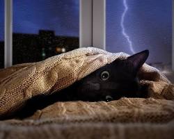 cat hiding under a blanket on a sofa during a thunderstormの画像