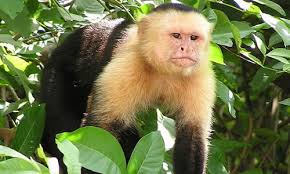 Image result for MONKEYS