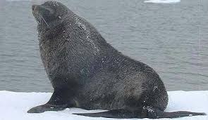 Resultado de imagen de oso marino Ártico