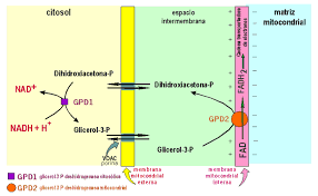 Resultado de imagen para dihidroxiacetona 3d