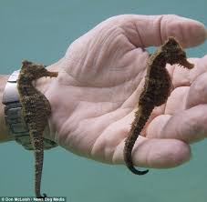 Image result for the seahorse
