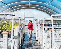 Volunteer at fire restoration nursery in Kula this Friday