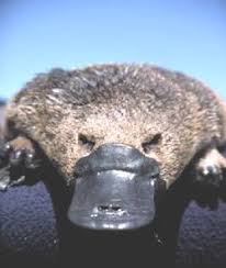 [Image: images?q=tbn:ANd9GcRqPkAx-DQuS_yKt3kyPB0...UpX_Y1Nu9P]