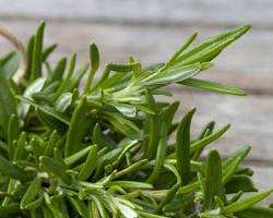 Rosemary