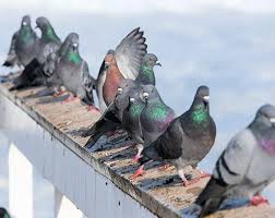 Image result for pigeons