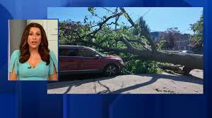 Massive Tree Knocks Down Power Lines Causes Outages In Throggs Neck