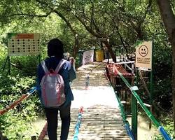 Gambar Hutan Mangrove Muara Gembong
