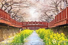 Hasil gambar untuk bunga sakura seoul