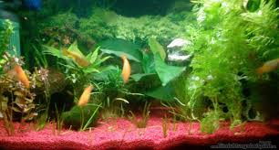 Aquarium von Andreas Zelder: Becken 2339